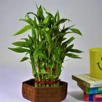 Bamboo Plant